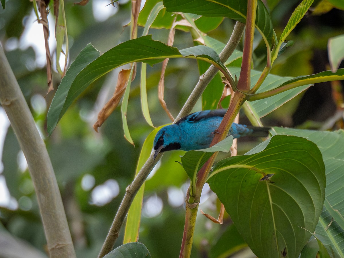 Blue Dacnis - Vitor Rolf Laubé