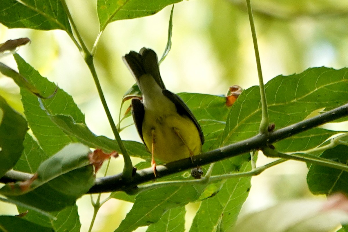 Canada Warbler - Steve Neely