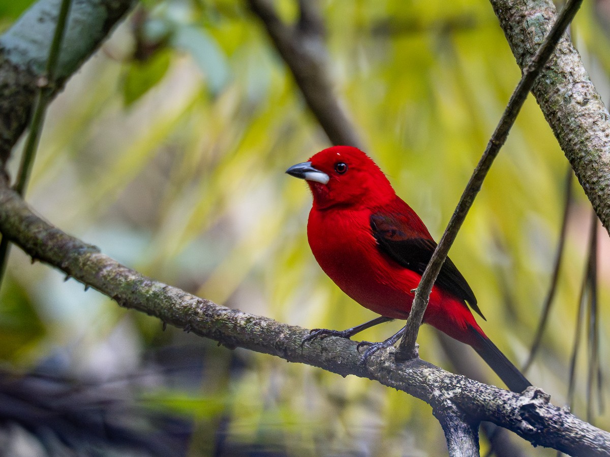 Brazilian Tanager - ML624169234