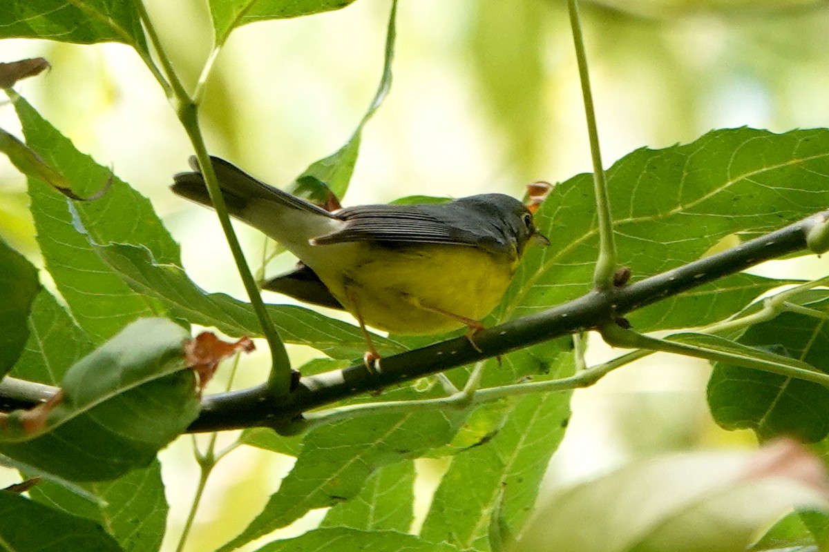 Canada Warbler - ML624169236