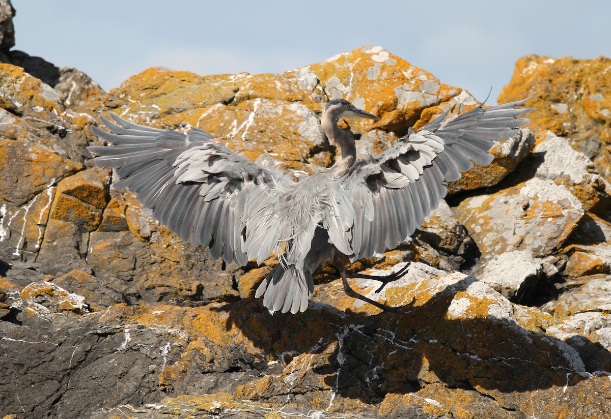 Great Blue Heron - ML624169237