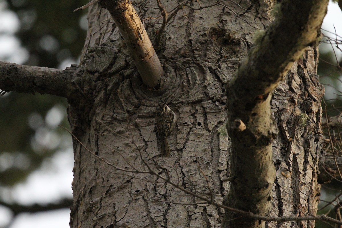 Brown Creeper - ML624169246