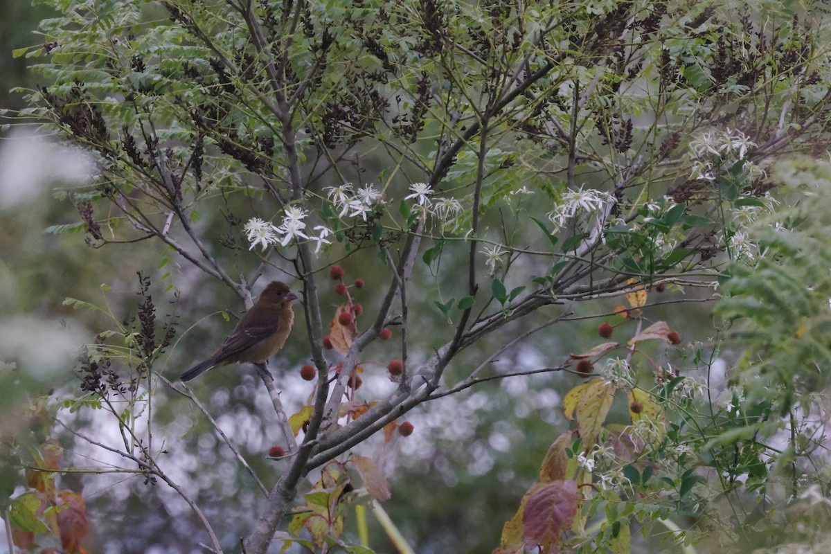 Blue Grosbeak - ML624169268