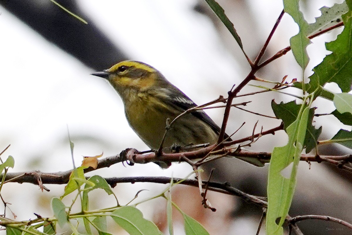 Townsend's Warbler - ML624169271