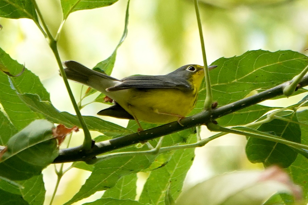 Canada Warbler - ML624169285