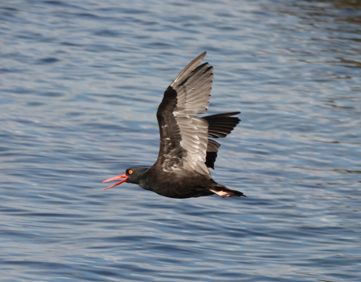 Black Oystercatcher - ML624169289