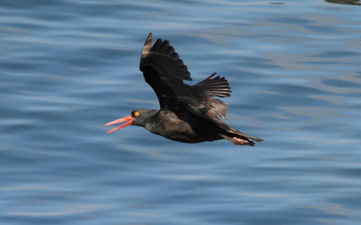 Black Oystercatcher - ML624169290