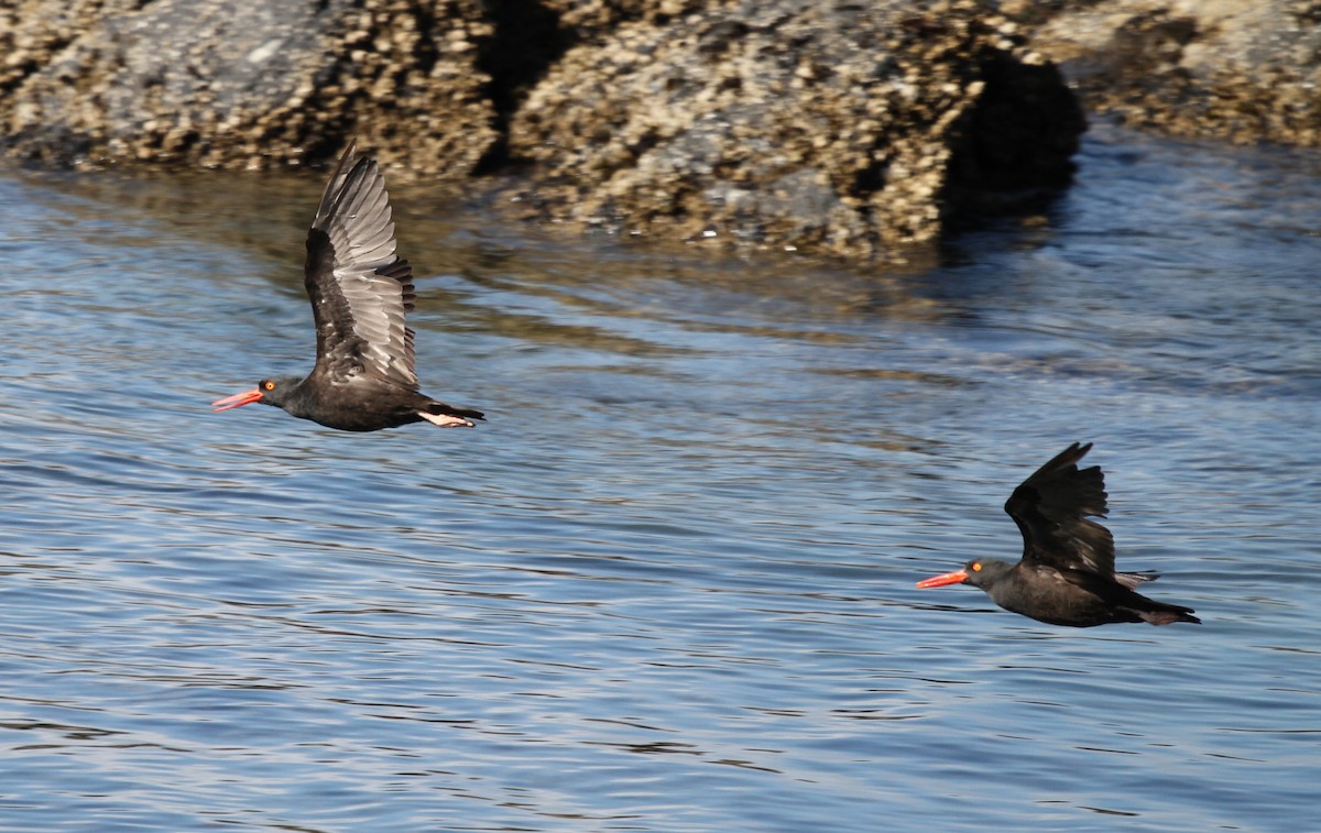 Black Oystercatcher - ML624169291