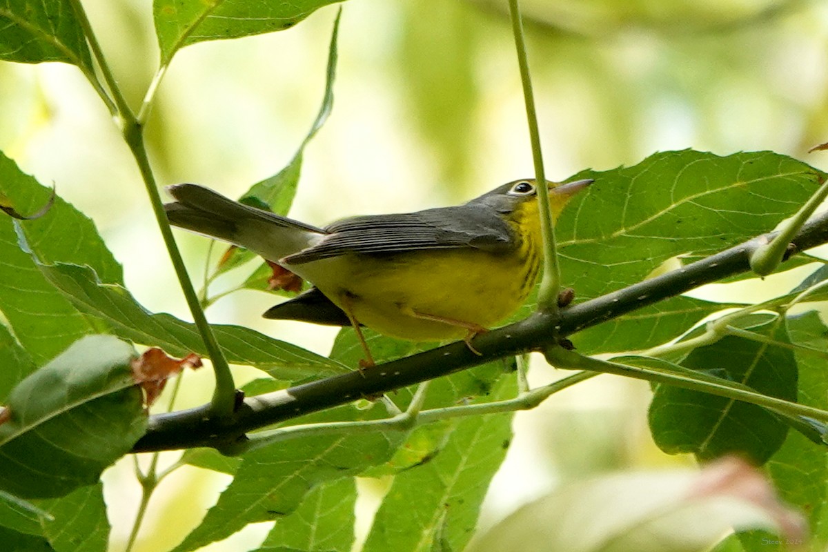 Canada Warbler - ML624169292