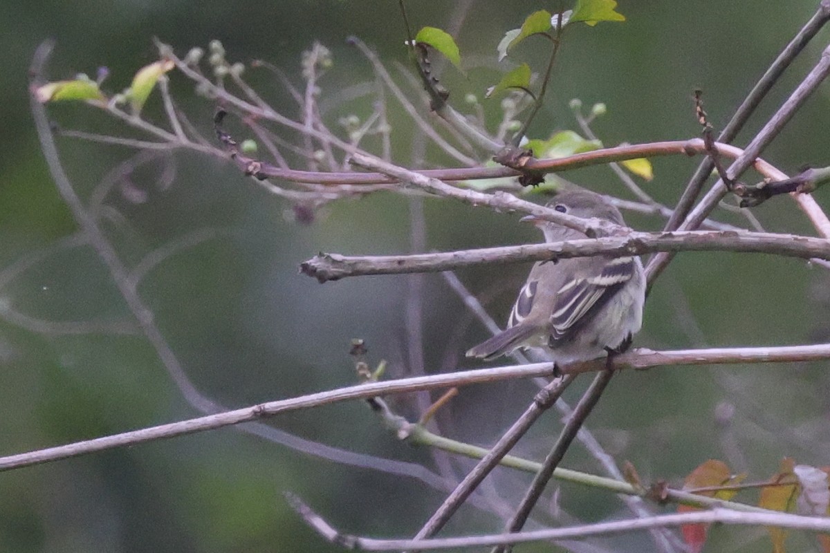 Least Flycatcher - ML624169296