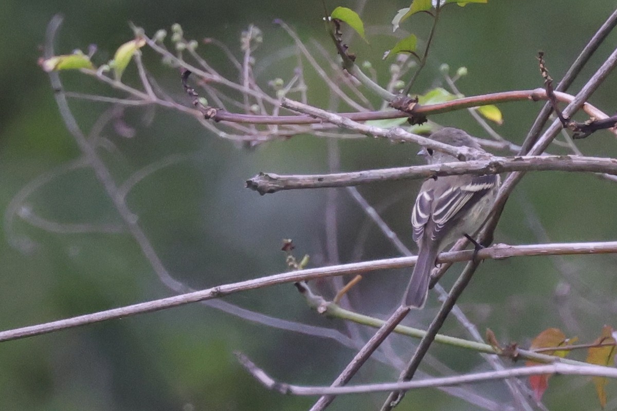 Least Flycatcher - ML624169302