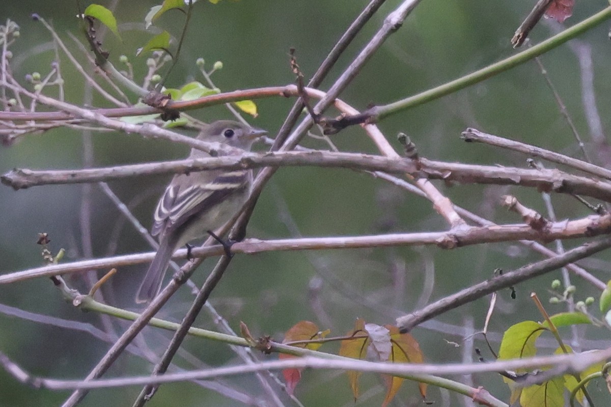 Least Flycatcher - ML624169307