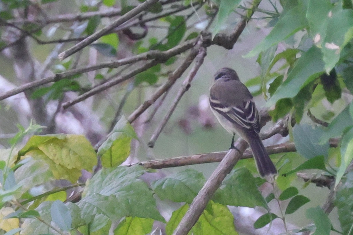 Least Flycatcher - ML624169310