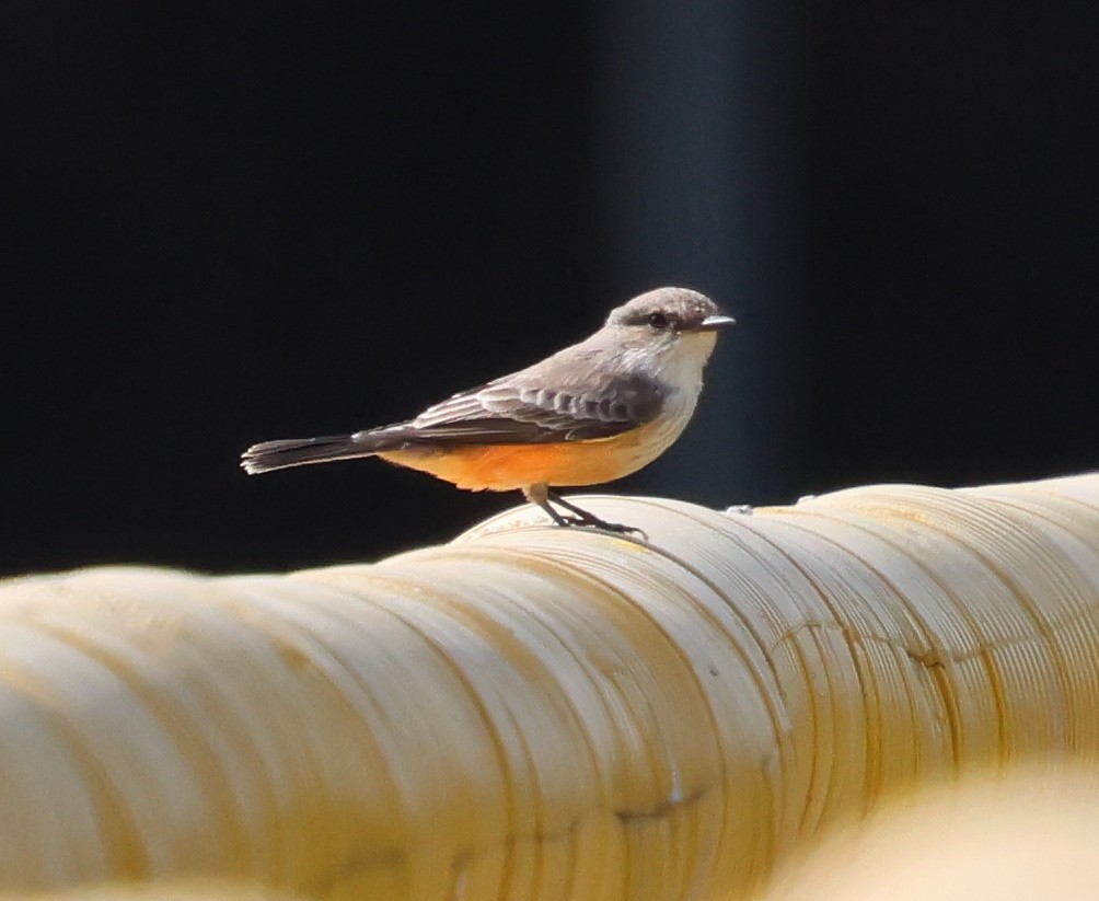 Vermilion Flycatcher - ML624169326