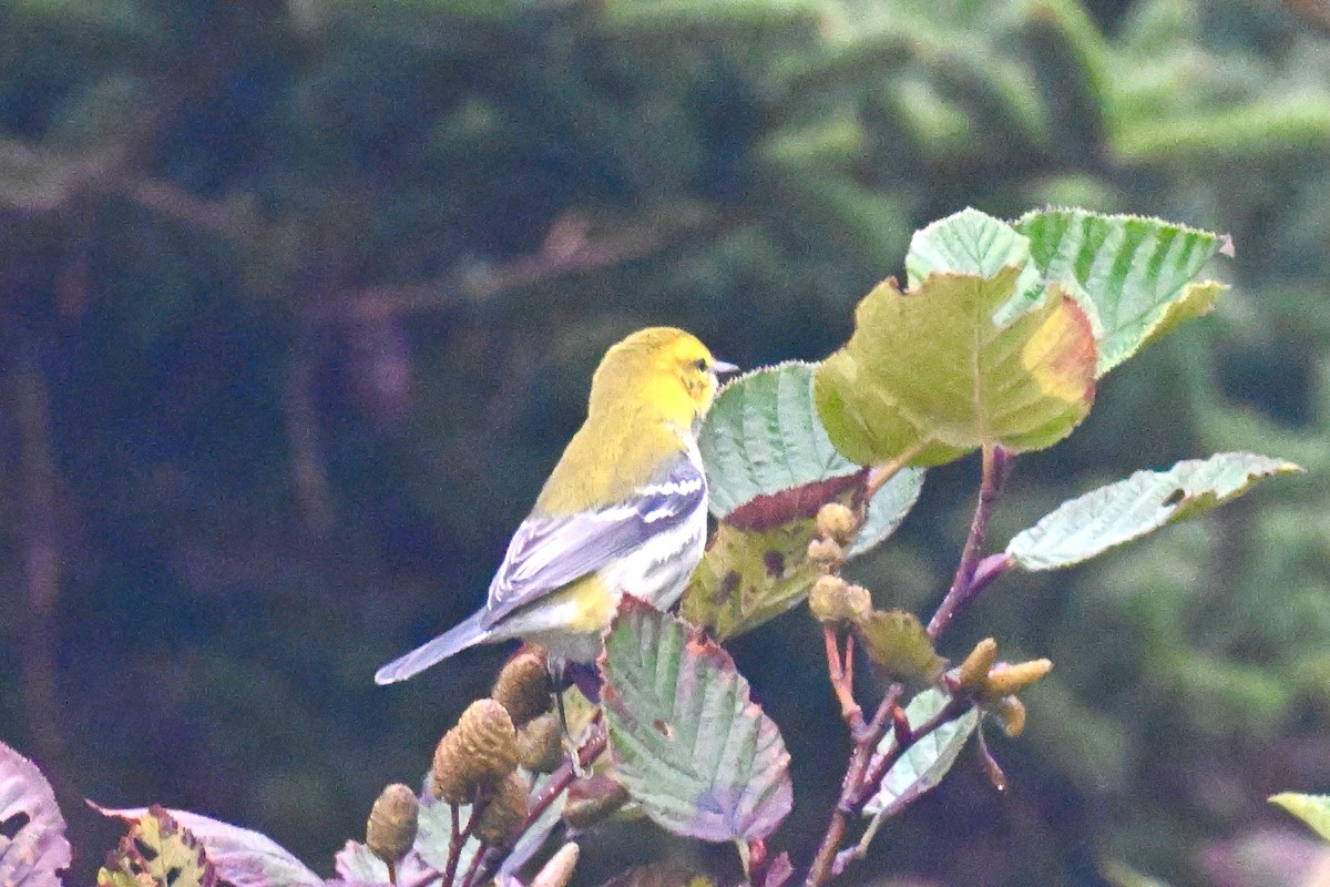 Black-throated Green Warbler - ML624169331