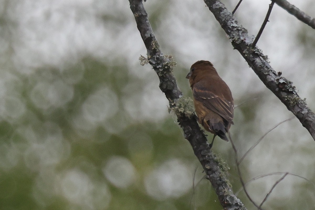 Blue Grosbeak - ML624169336