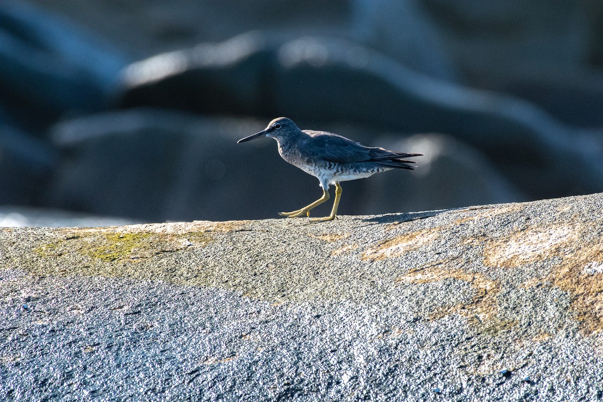 Wandering Tattler - ML624169369