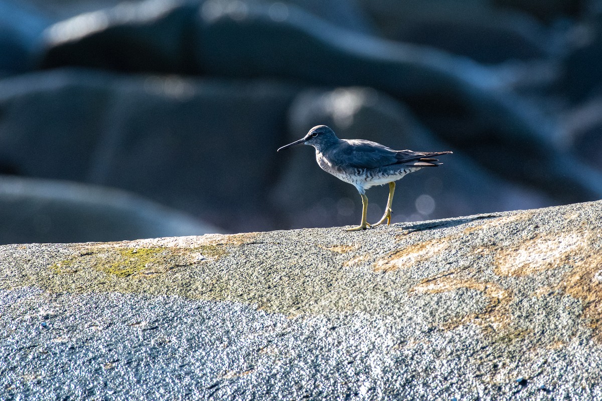 Wandering Tattler - ML624169371