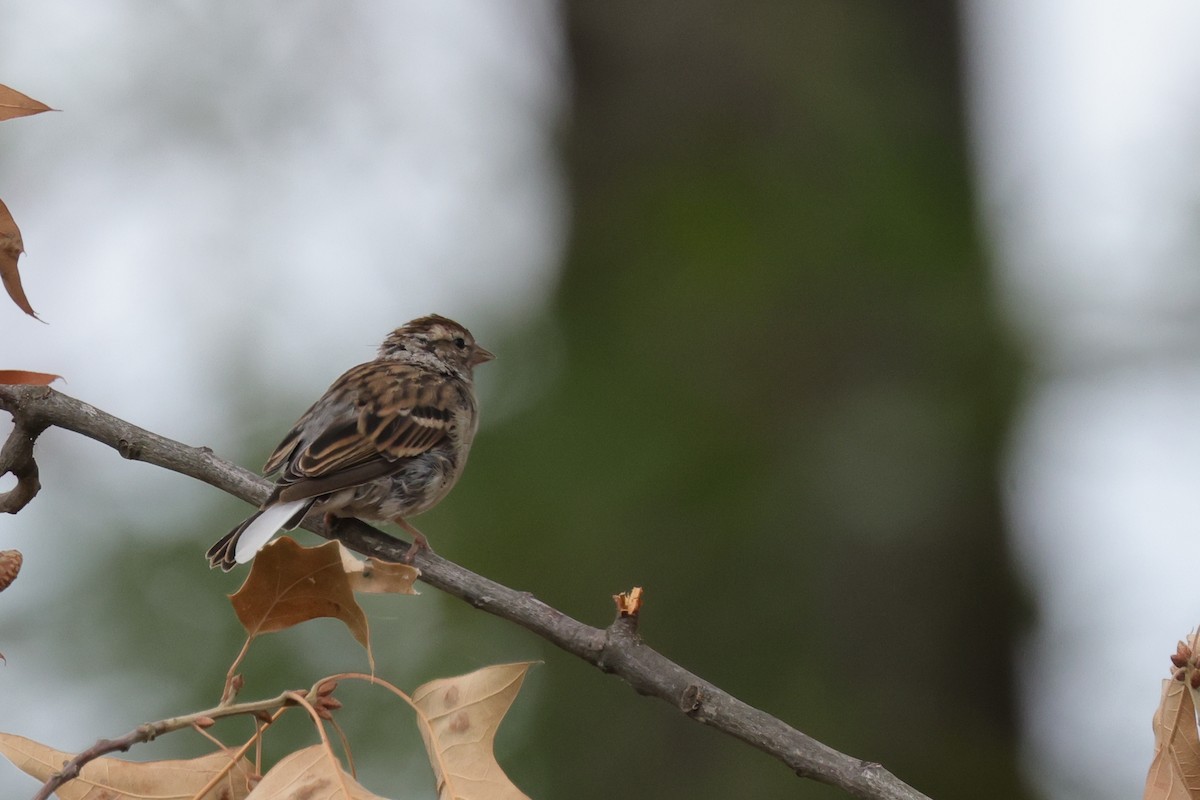 Chipping Sparrow - ML624169372