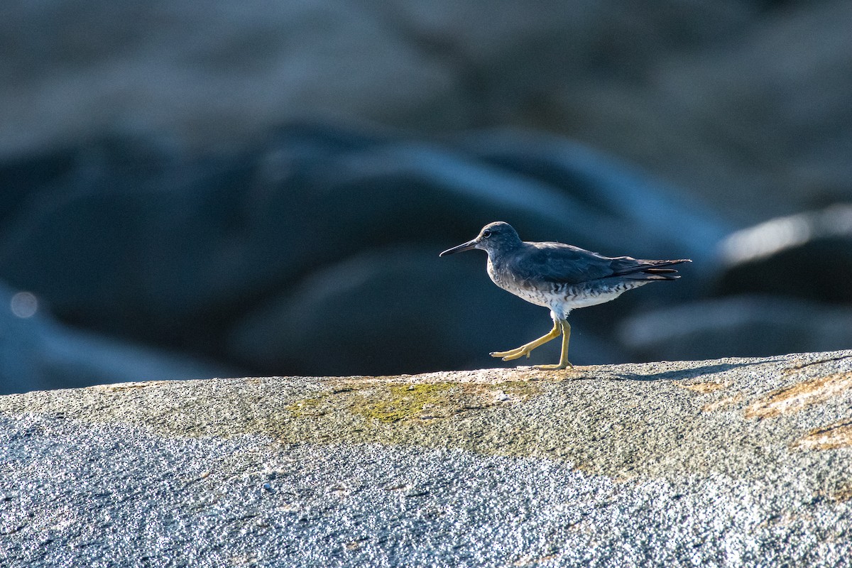 Wandering Tattler - ML624169373