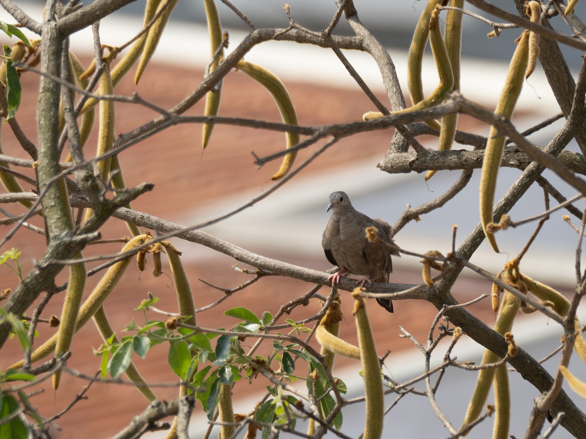 Ruddy Ground Dove - ML624169375