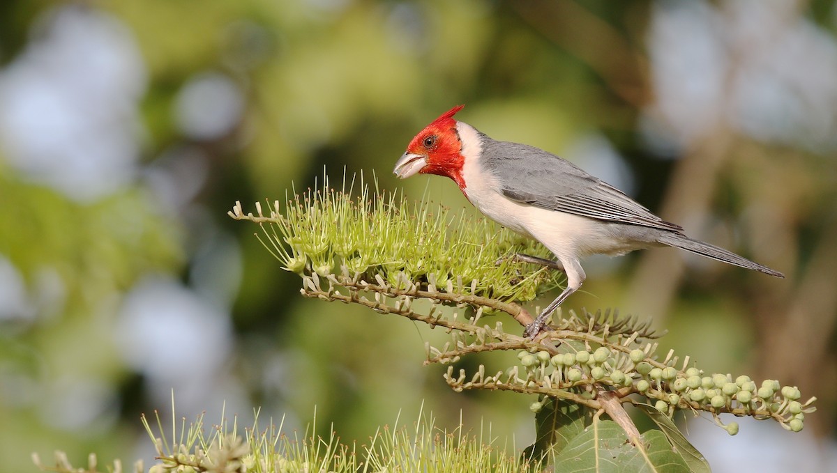 Red-crested Cardinal - Richard Greenhalgh