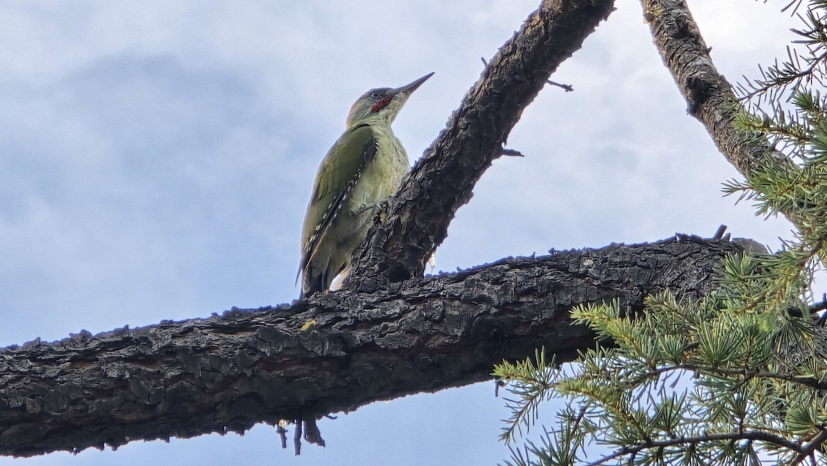 Iberian Green Woodpecker - ML624169399