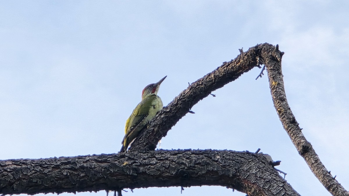 Iberian Green Woodpecker - ML624169400