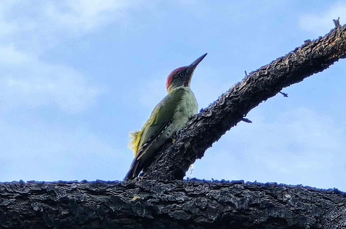 Iberian Green Woodpecker - ML624169401