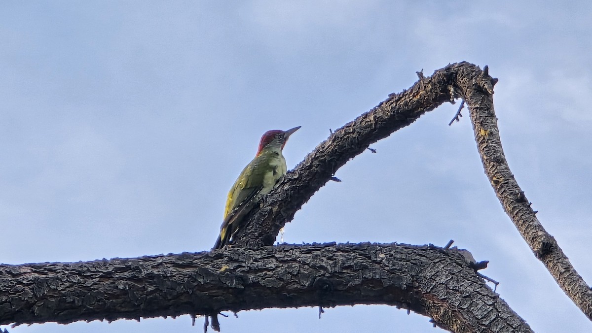 Iberian Green Woodpecker - ML624169402
