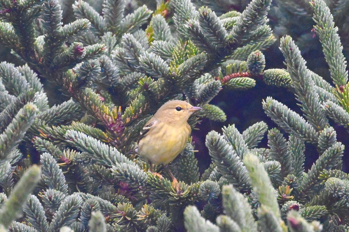 Blackpoll Warbler - ML624169431