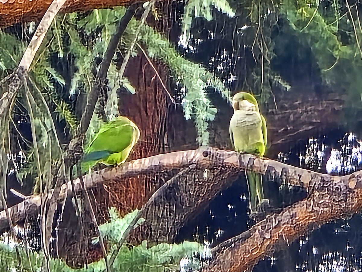 Monk Parakeet - ML624169445