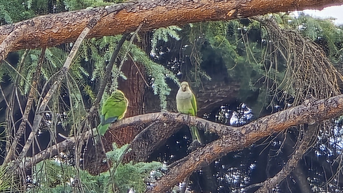 Monk Parakeet - ML624169446