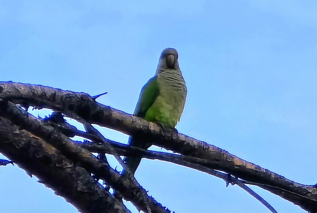 Monk Parakeet - ML624169447