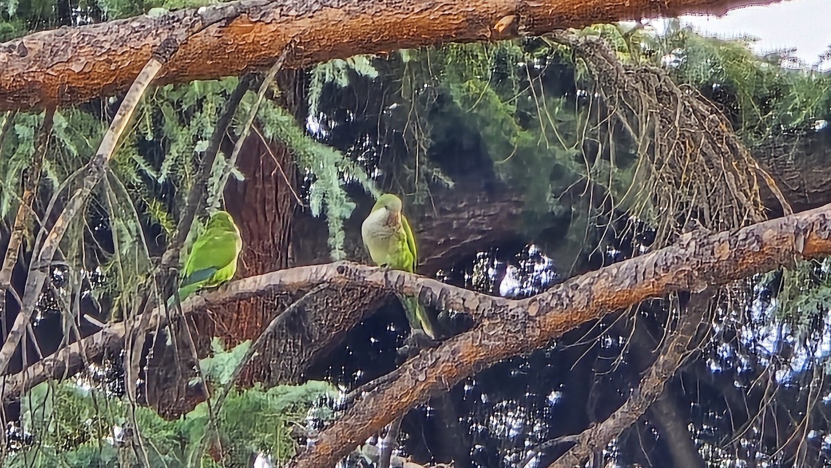 Monk Parakeet - ML624169448