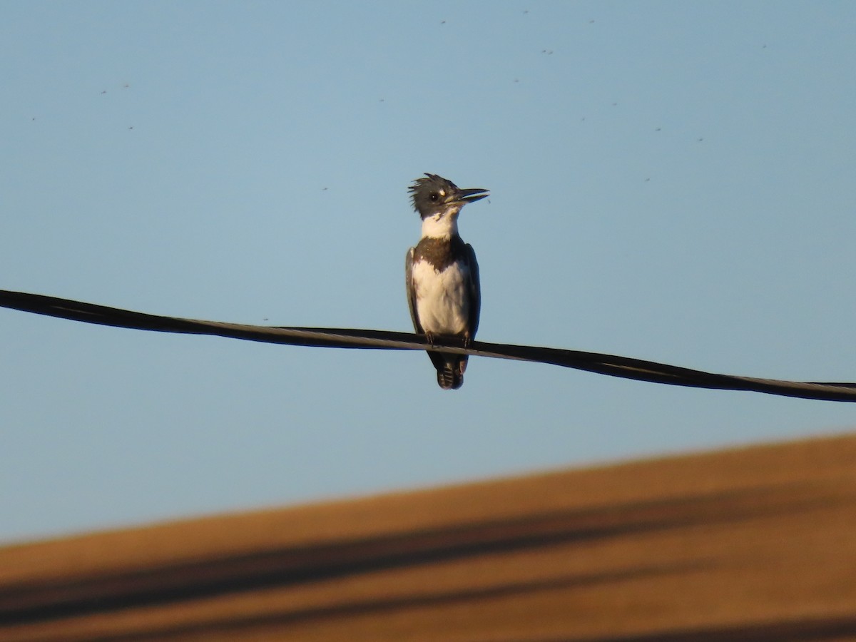 Belted Kingfisher - Rose An