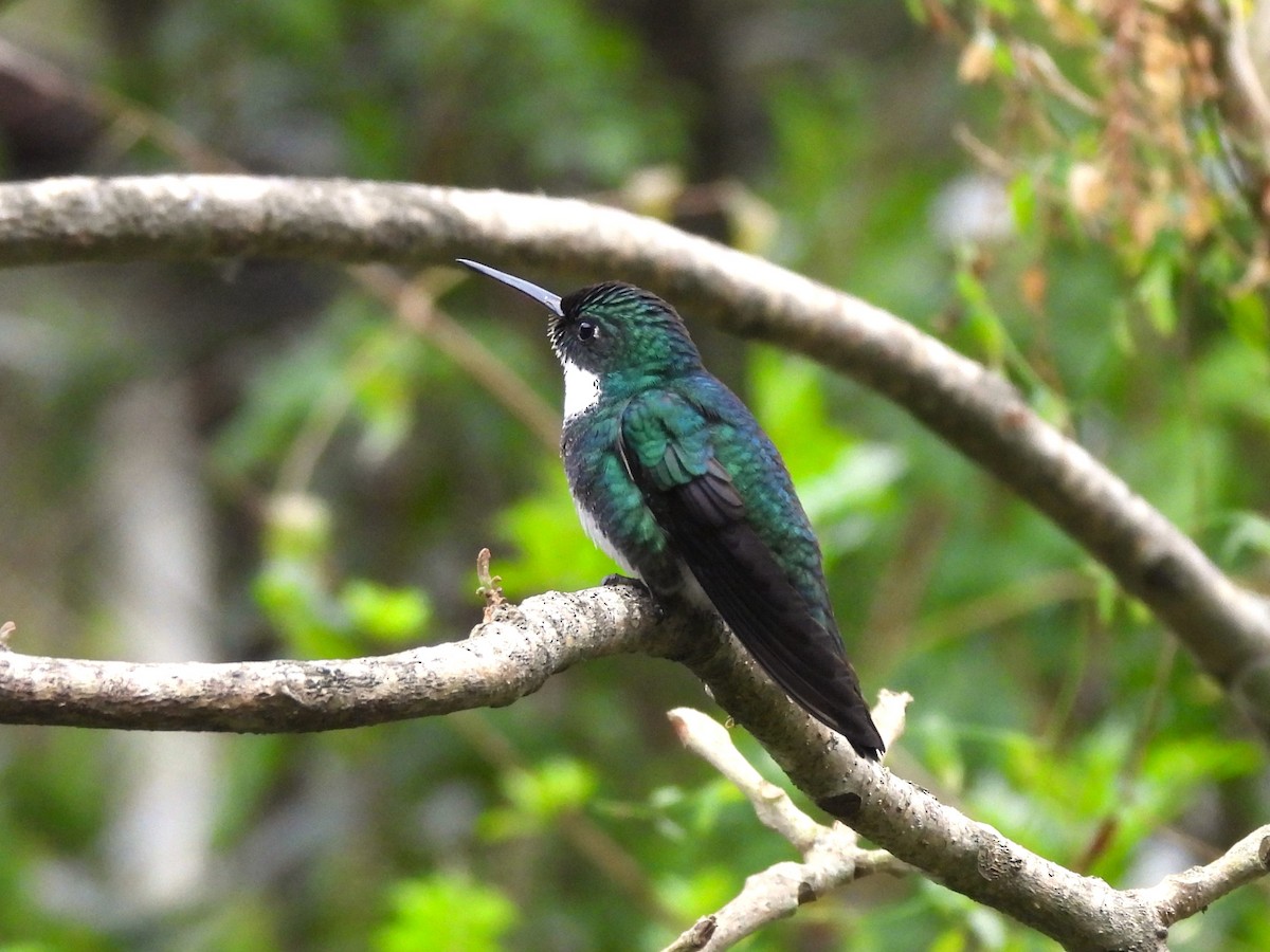 White-throated Hummingbird - ML624169496