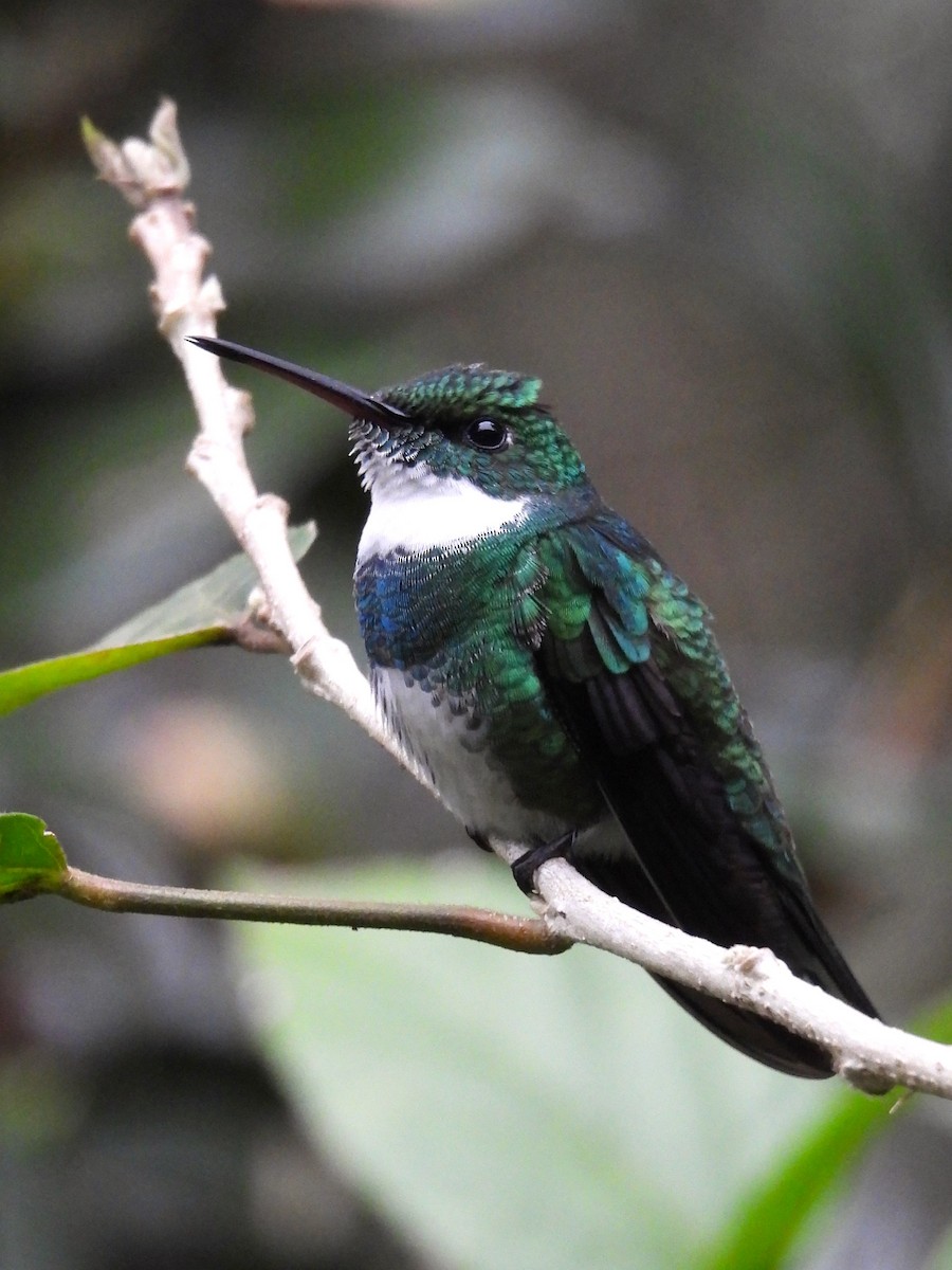 White-throated Hummingbird - ML624169498