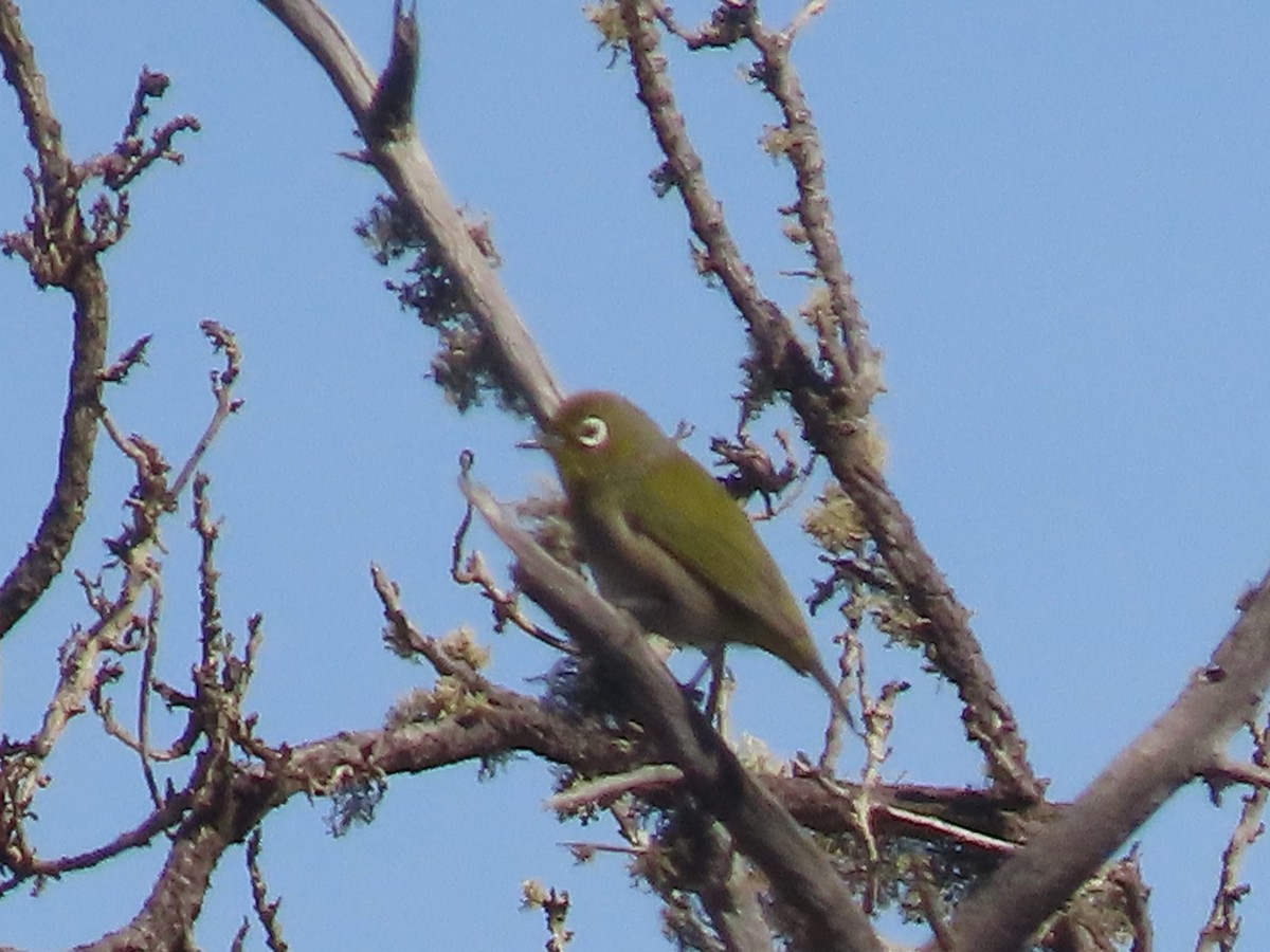 Warbling White-eye - ML624169526