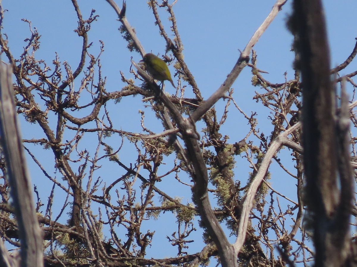 Warbling White-eye - ML624169531