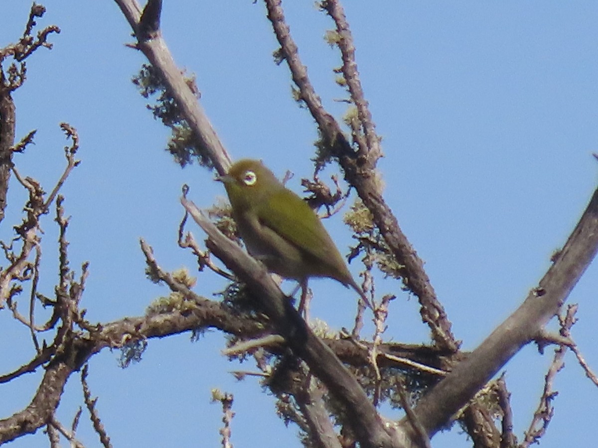 Warbling White-eye - ML624169560