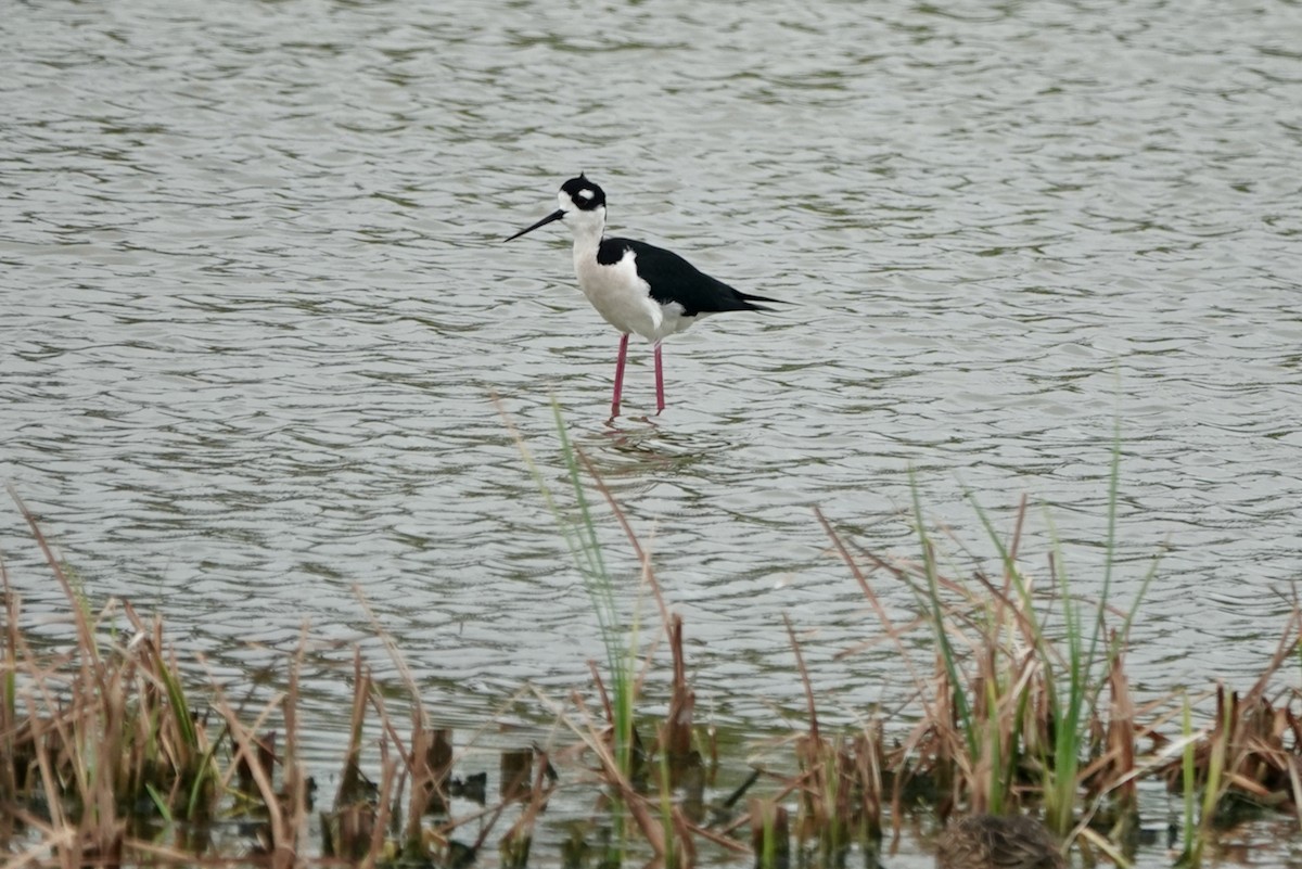 Black-necked Stilt - ML624169607