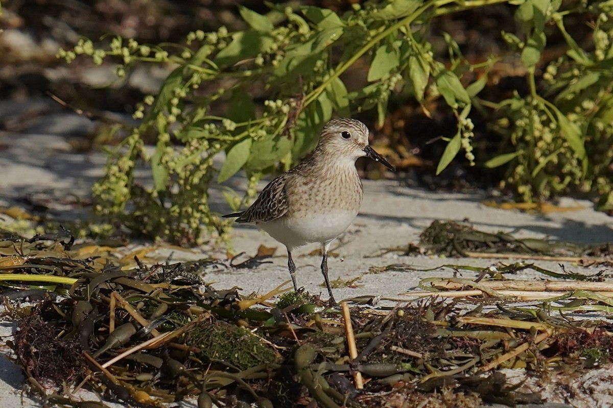 Baird's Sandpiper - ML624169632