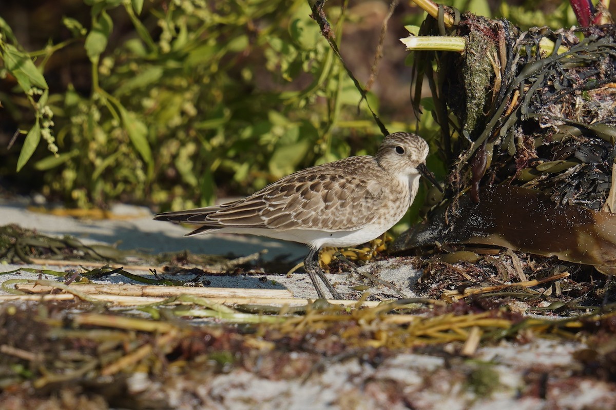 Baird's Sandpiper - ML624169633