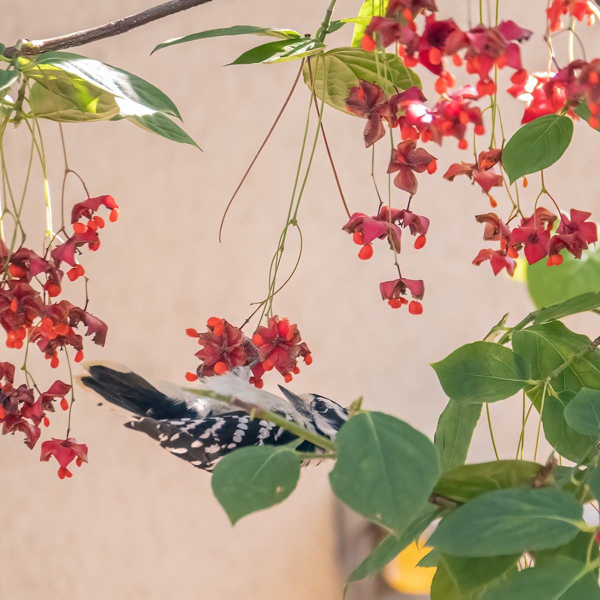 Downy Woodpecker - ML624169643