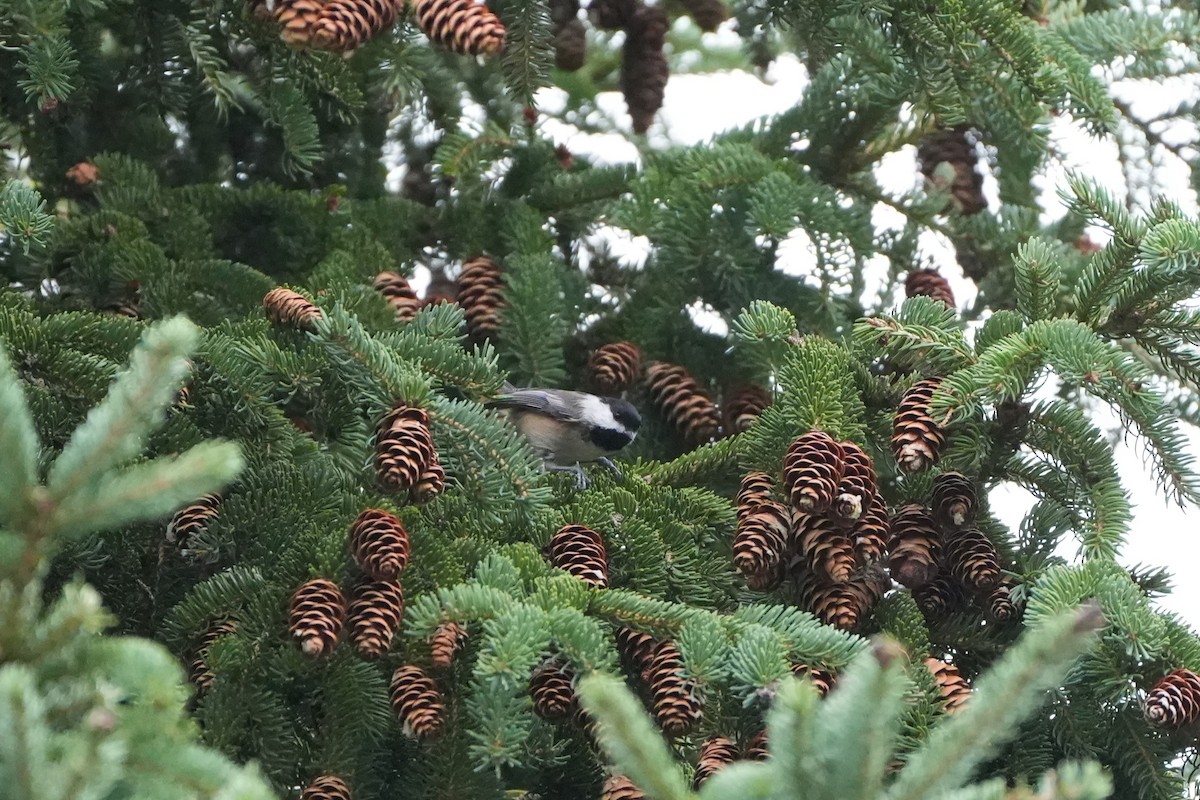 Black-capped Chickadee - ML624169645