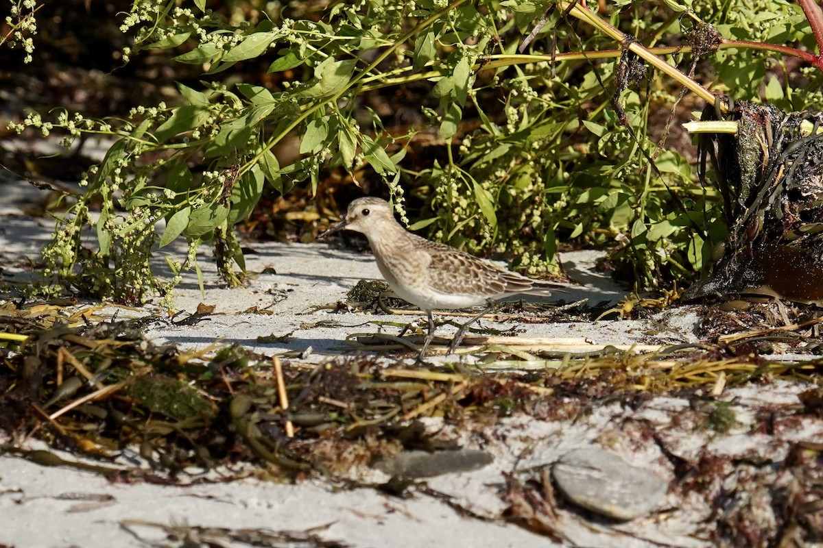 Baird's Sandpiper - ML624169654
