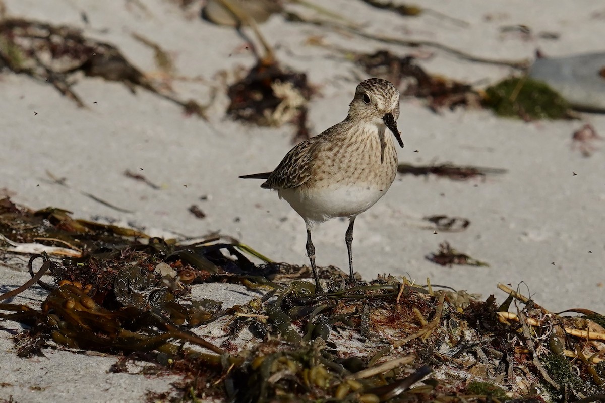 Baird's Sandpiper - ML624169655