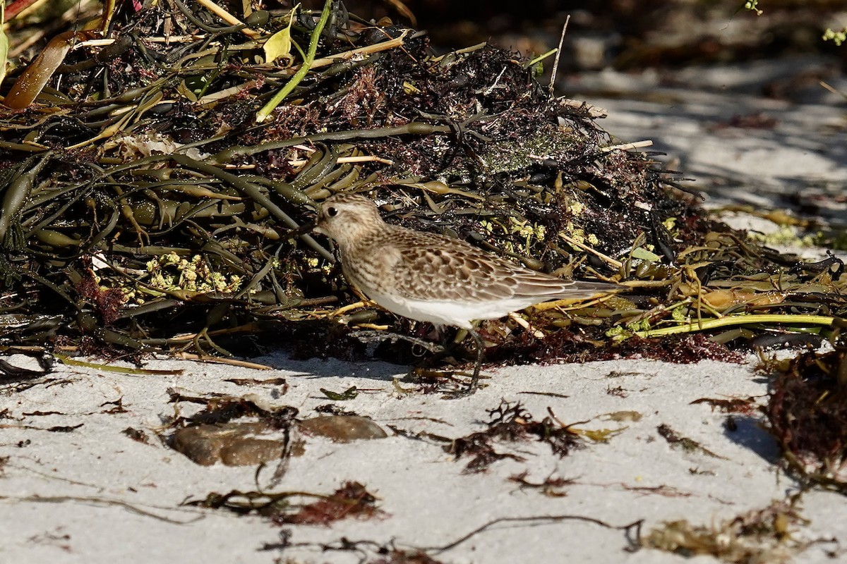 Baird's Sandpiper - ML624169656