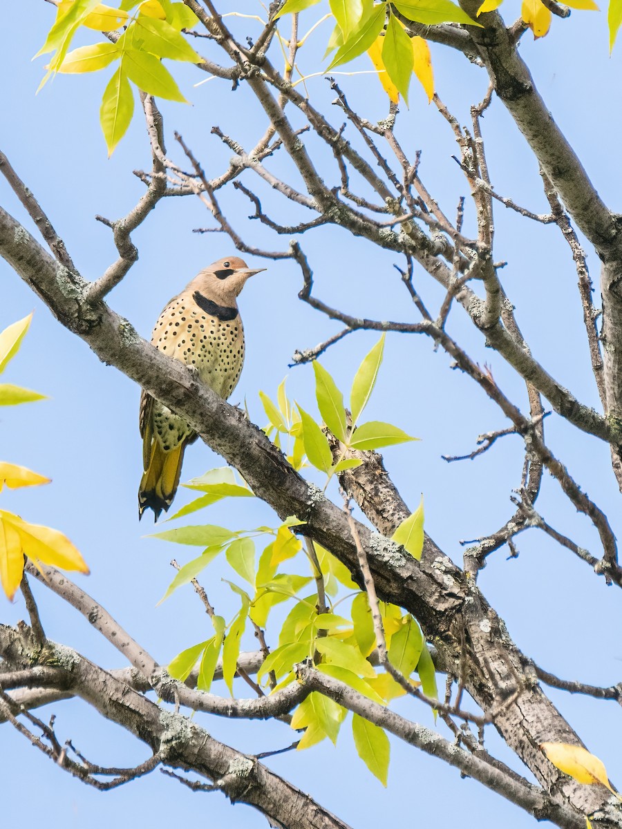 Northern Flicker - ML624169658